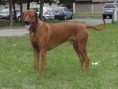 Aggis - rhodéský ridgeback